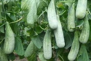 临沂吃瓜网红事件,揭秘网络舆论的风暴与真相 第2张 临沂吃瓜网红事件,揭秘网络舆论的风暴与真相 第2张