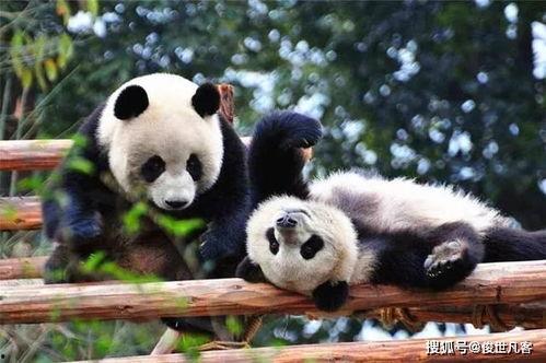 西安熊猫爆料事件最新,真相与争议交织的舆论漩涡  第2张