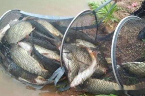 爆料冻饵制作视频,跟随视频学习高效钓鱼技巧 第2张 爆料冻饵制作视频,跟随视频学习高效钓鱼技巧 第2张