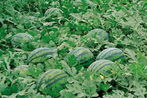 武都网红吃瓜群微信,揭秘网络红人背后的故事与八卦